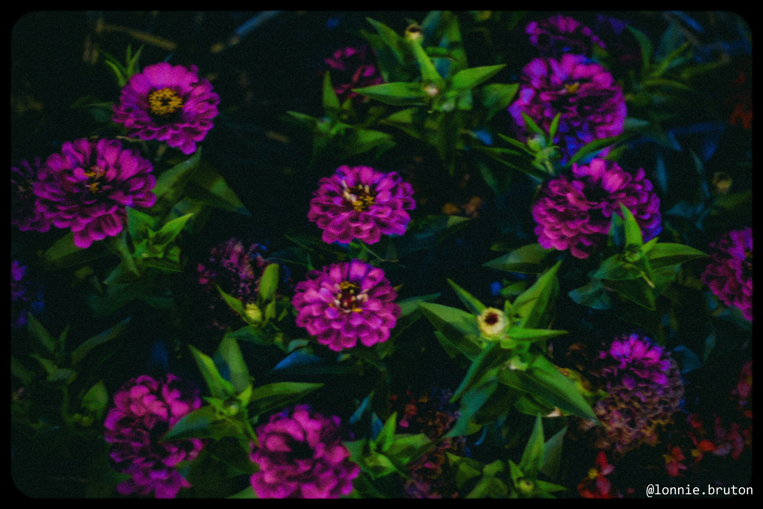 One Photo A Day – Day 89, Dark Flowers